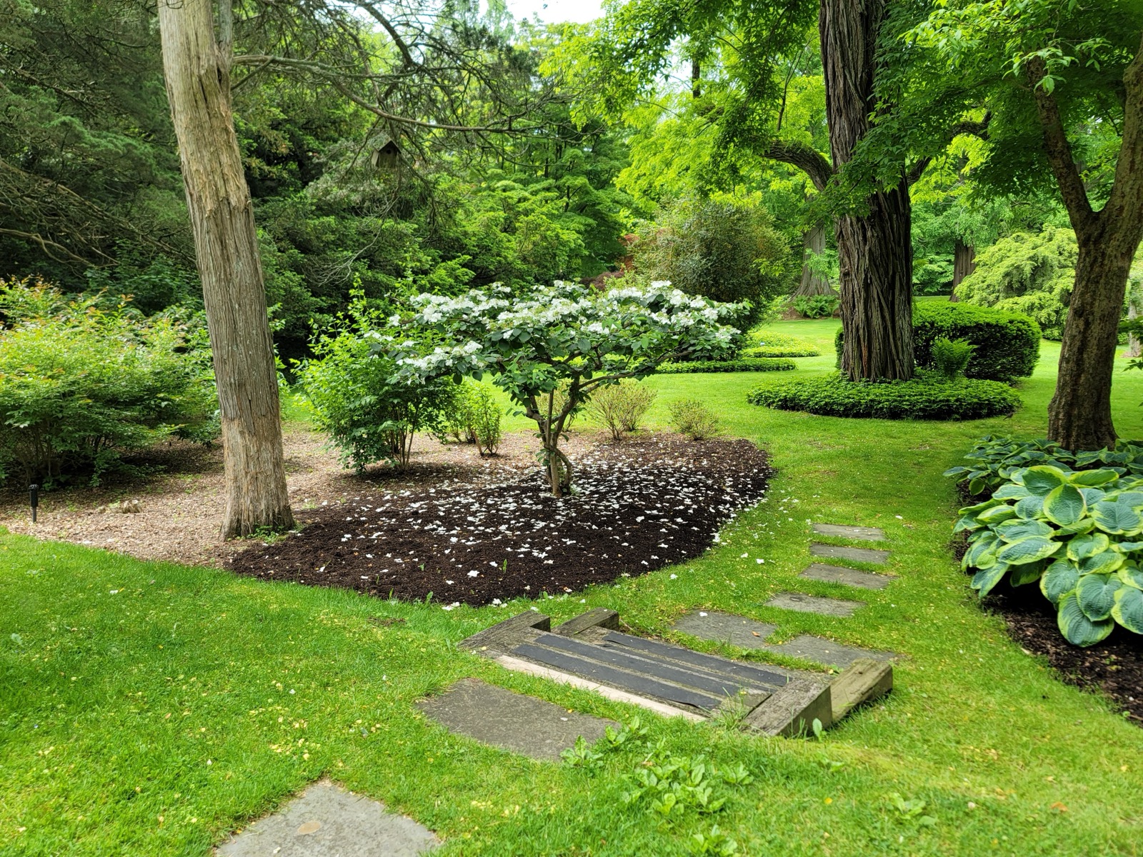 Bailey Arboretum lawn with flowering shrub, mulch bed, stepping stones and tall trees