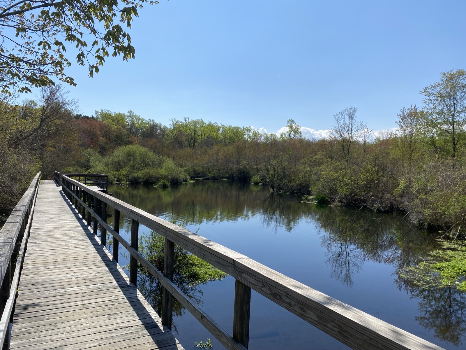 Wooden boardwalk running out over calm wetland water lined with spring trees