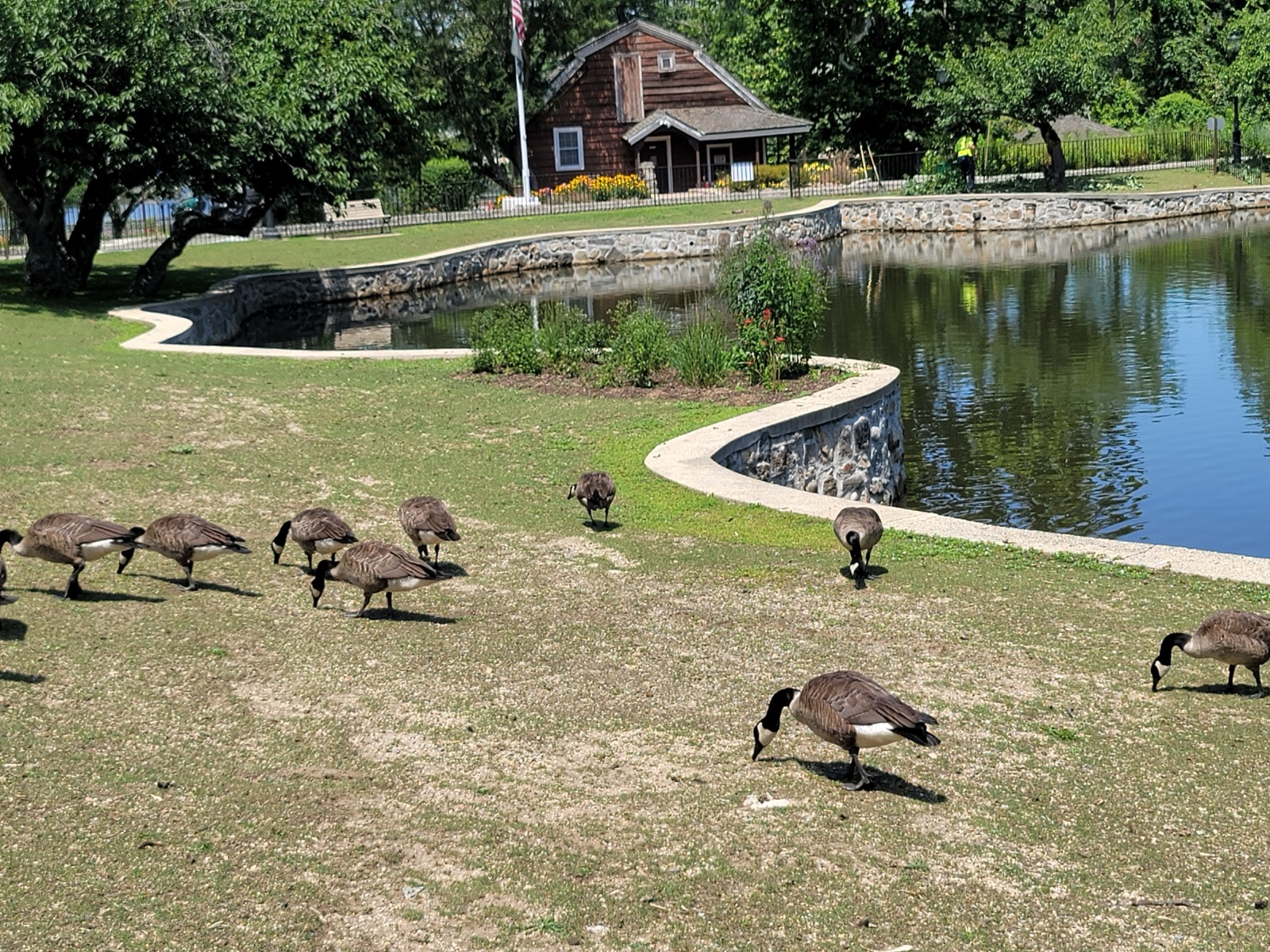 Canada geese grazing on a grass lawn beside a stone-edged pond and a wooden cottage