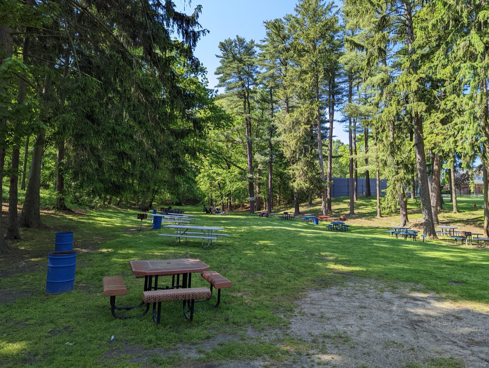 Picnic tables on grass under tall pine trees in Syosset-Woodbury Community Park