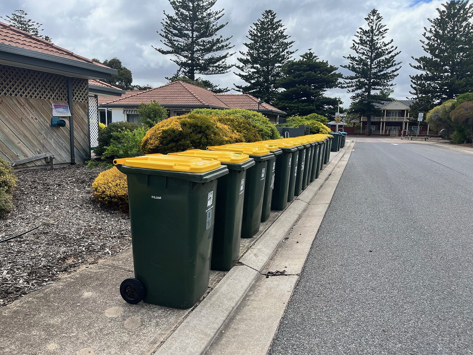 Yellow recycling bins set out at the curb for collection